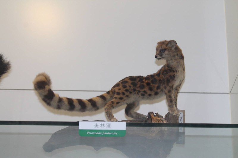 Prionodon linsang