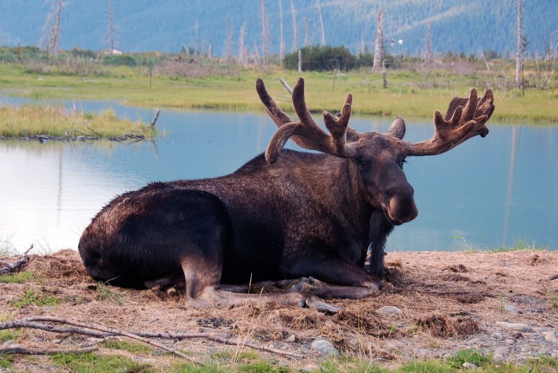 Кавказский Лось alces alces caucasicus