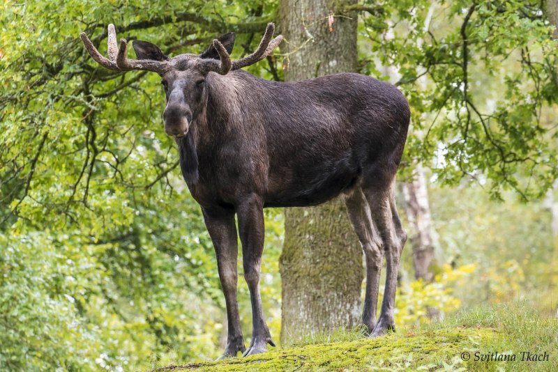 Европейский Лось alces alces