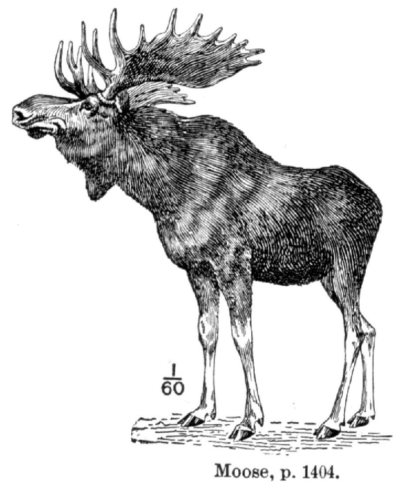 Кавказский Лось alces alces caucasicus