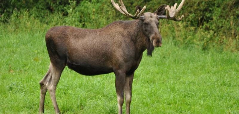 Лось (лат. Alces alces)