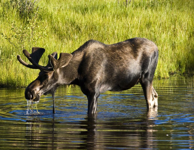Лось — alces alces l.
