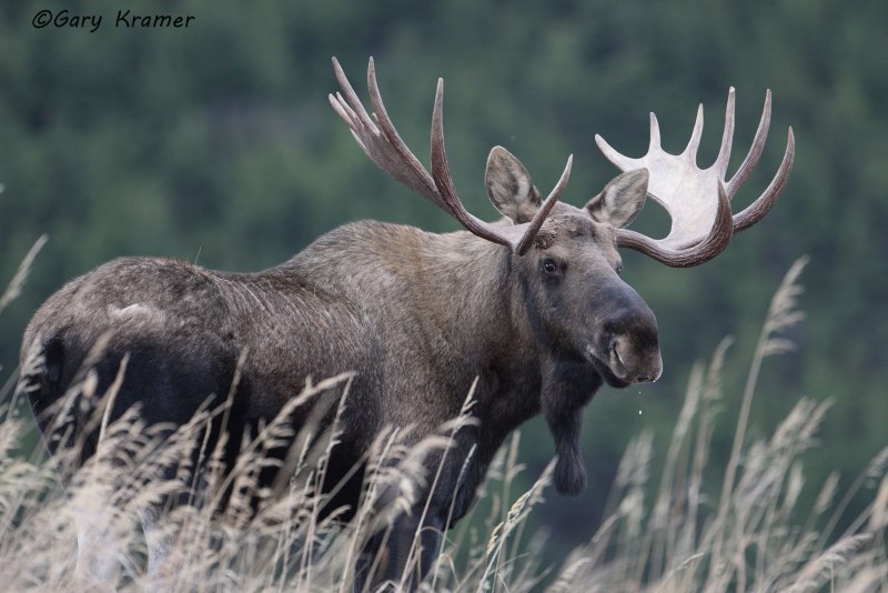 Европейский Лось alces alces