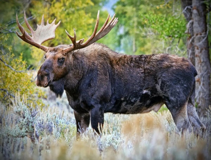 Европейский Лось alces alces