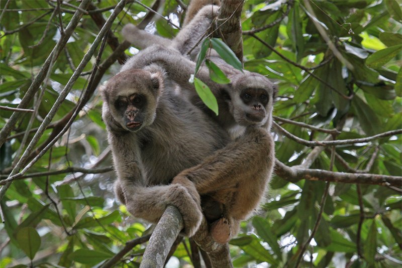 Паукообразная обезьяна (Brachyteles arachnoides)