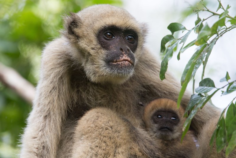 Northern Muriqui