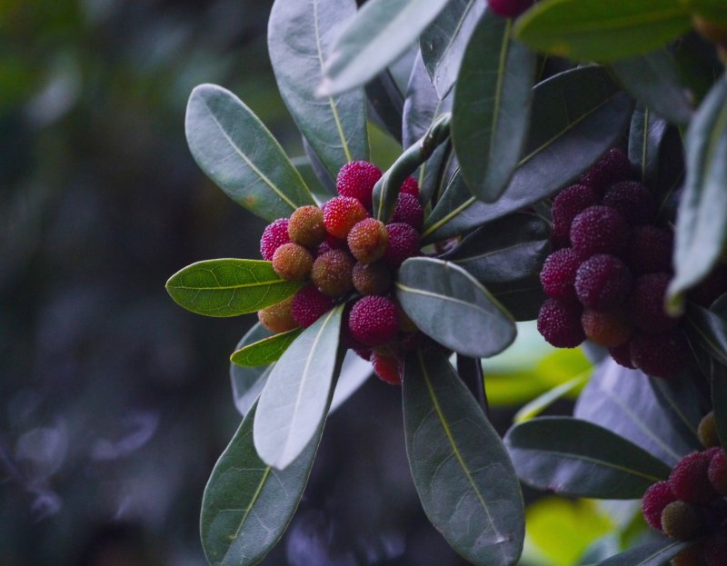 Восковница Myrica rubra