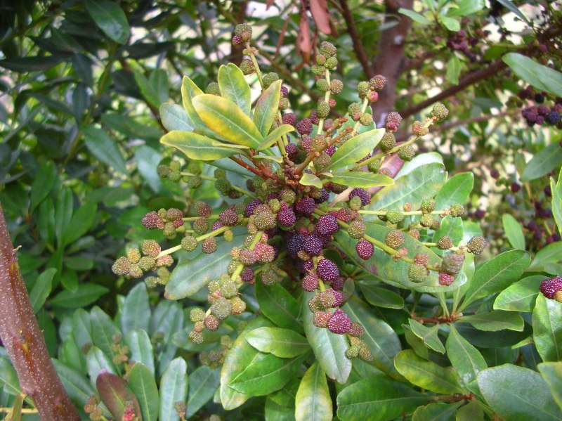 Восковница (Myrica)