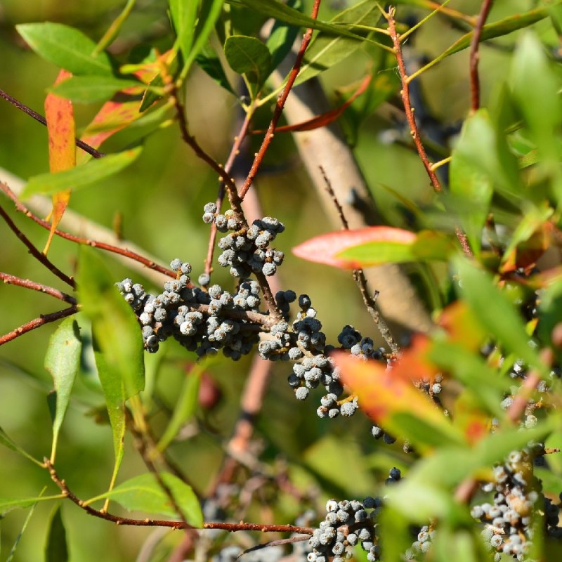 Dwarf Wax Myrtle