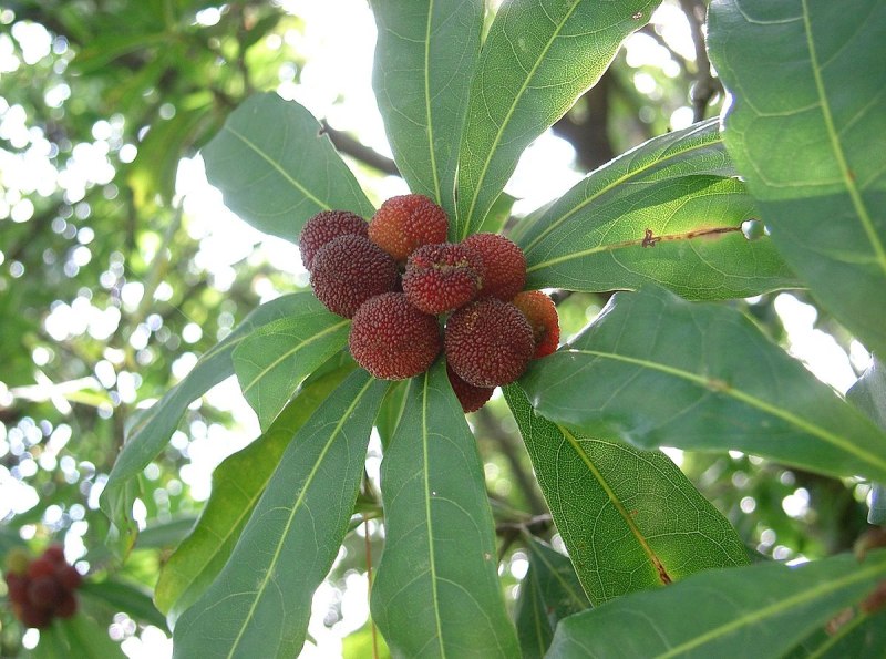 Восковница (Myrica)