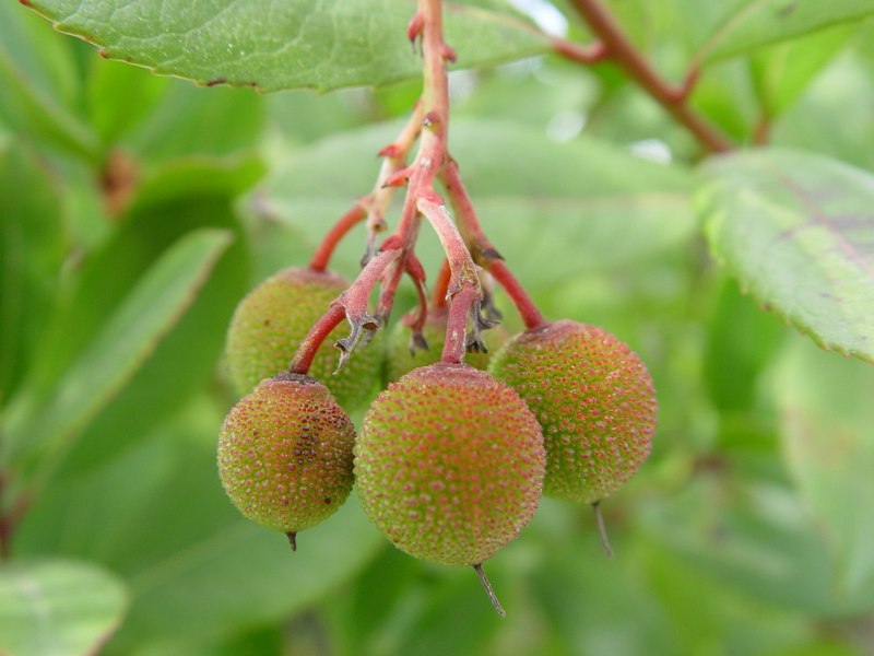 Arbutus canariensis