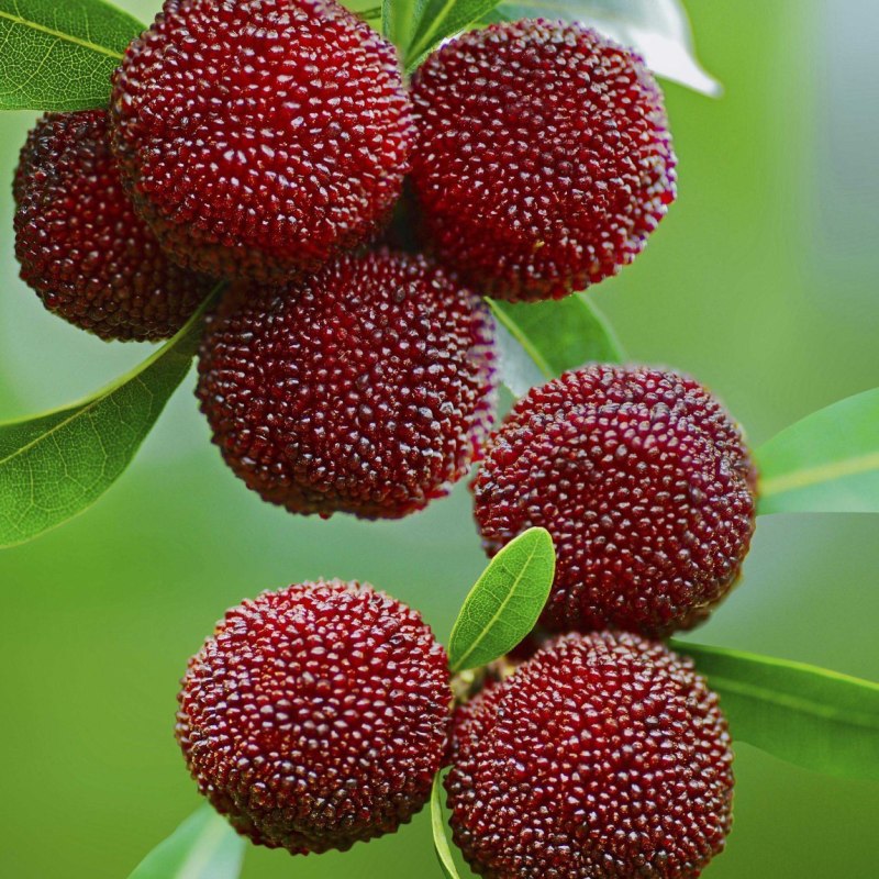 Восковница (Myrica)
