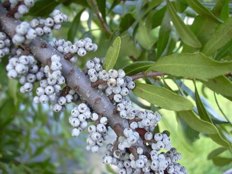 Myrica pensylvanica Мирт пенсильванский (восковница пенсильванская)