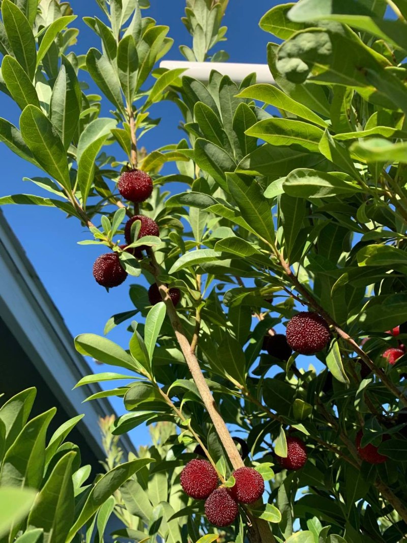 Myrica rubra цветение