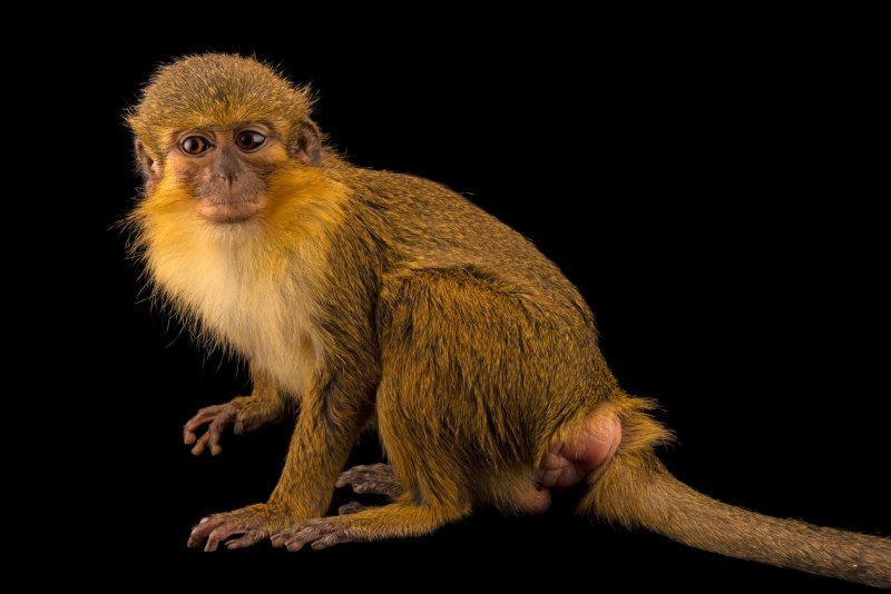 Miopithecus talapoin