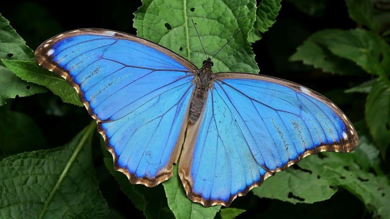 Morpho Menelaus бабочка