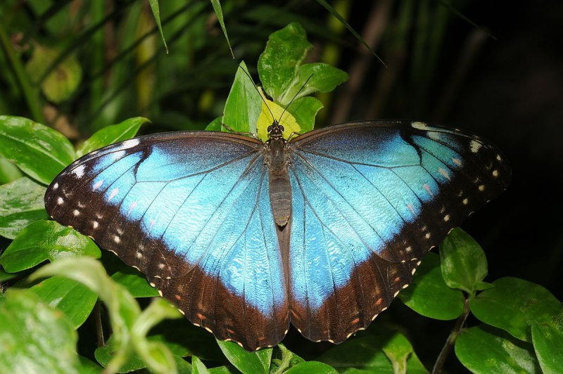 Morpho peleides бабочка