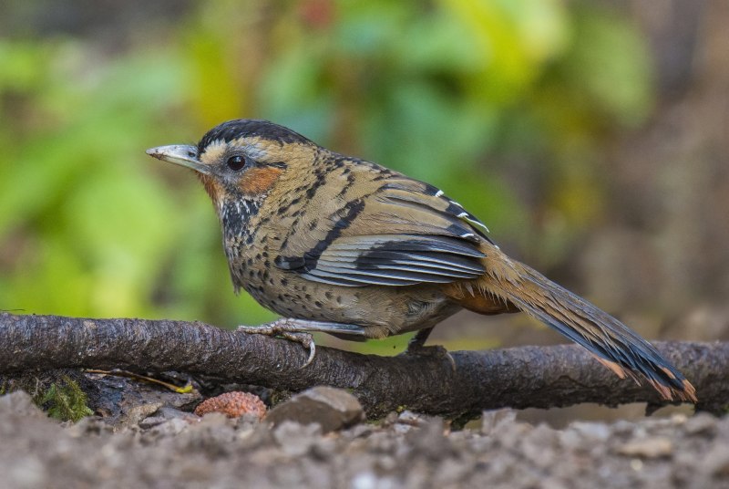 Garrulax canorus очковая кустарница