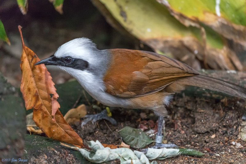 Garrulax morrisonianus