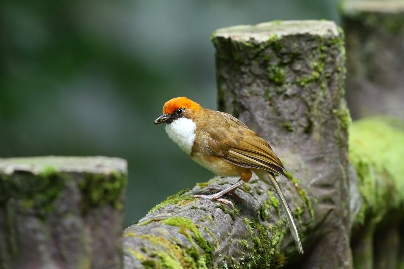 Brachygalba albogularis