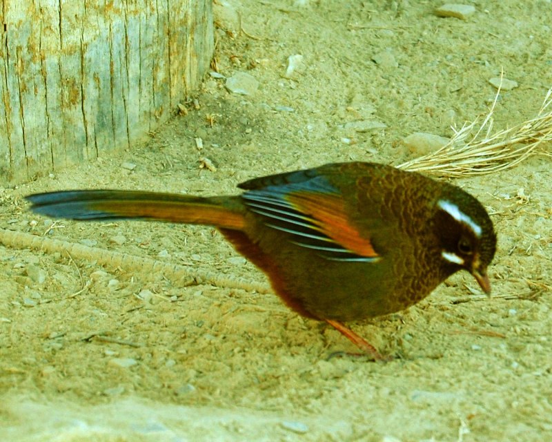 Garrulax morrisonianus