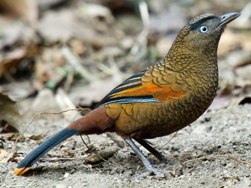 Trochalopteron lineatum