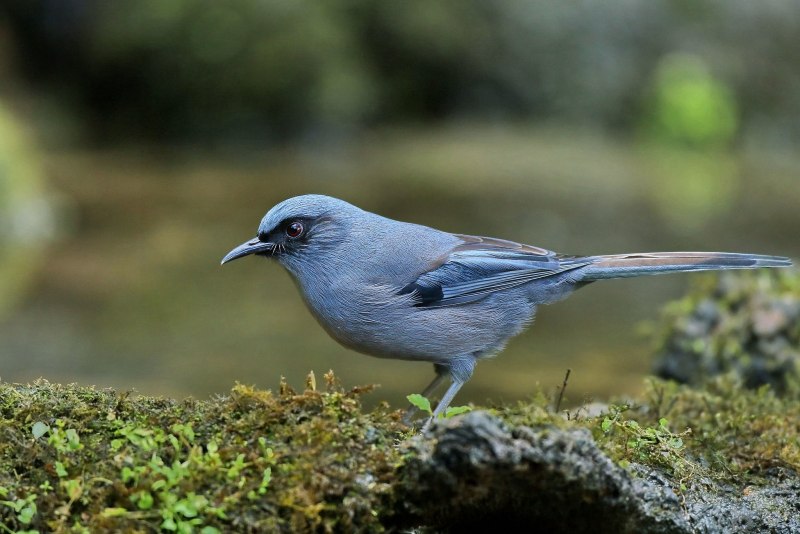 Heterophasia melanoleuca