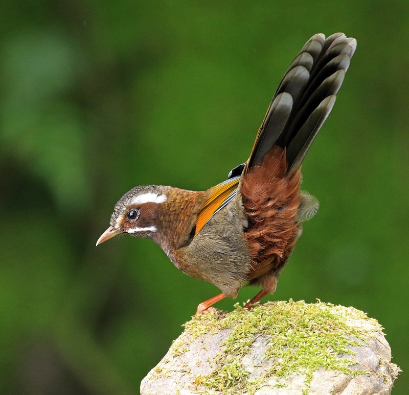 Garrulax canorus очковая кустарница