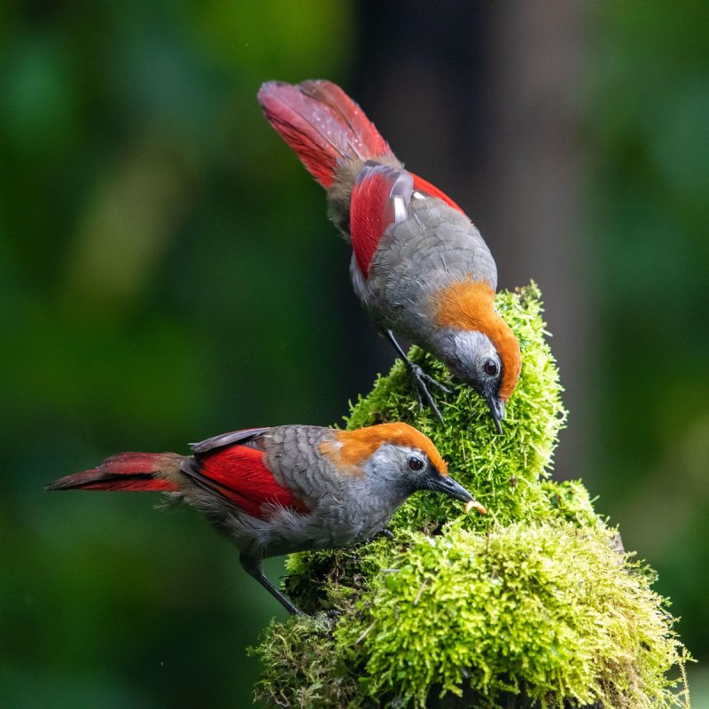 Red Rumped mutacia птица