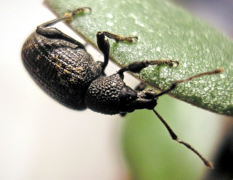 Долгоносик Otiorhynchus sulcatus
