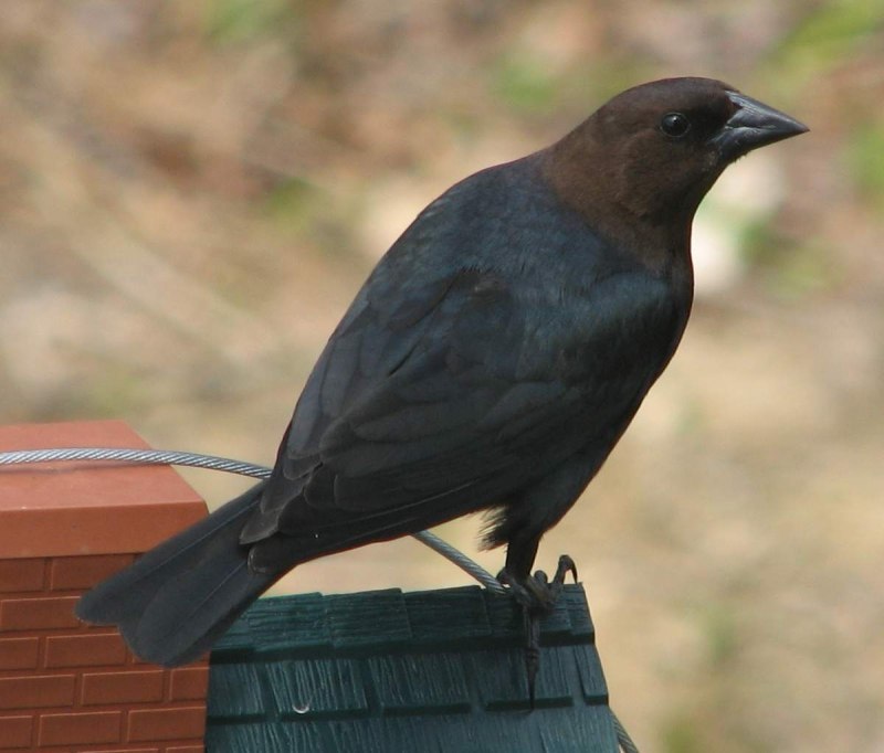 Molothrus ater