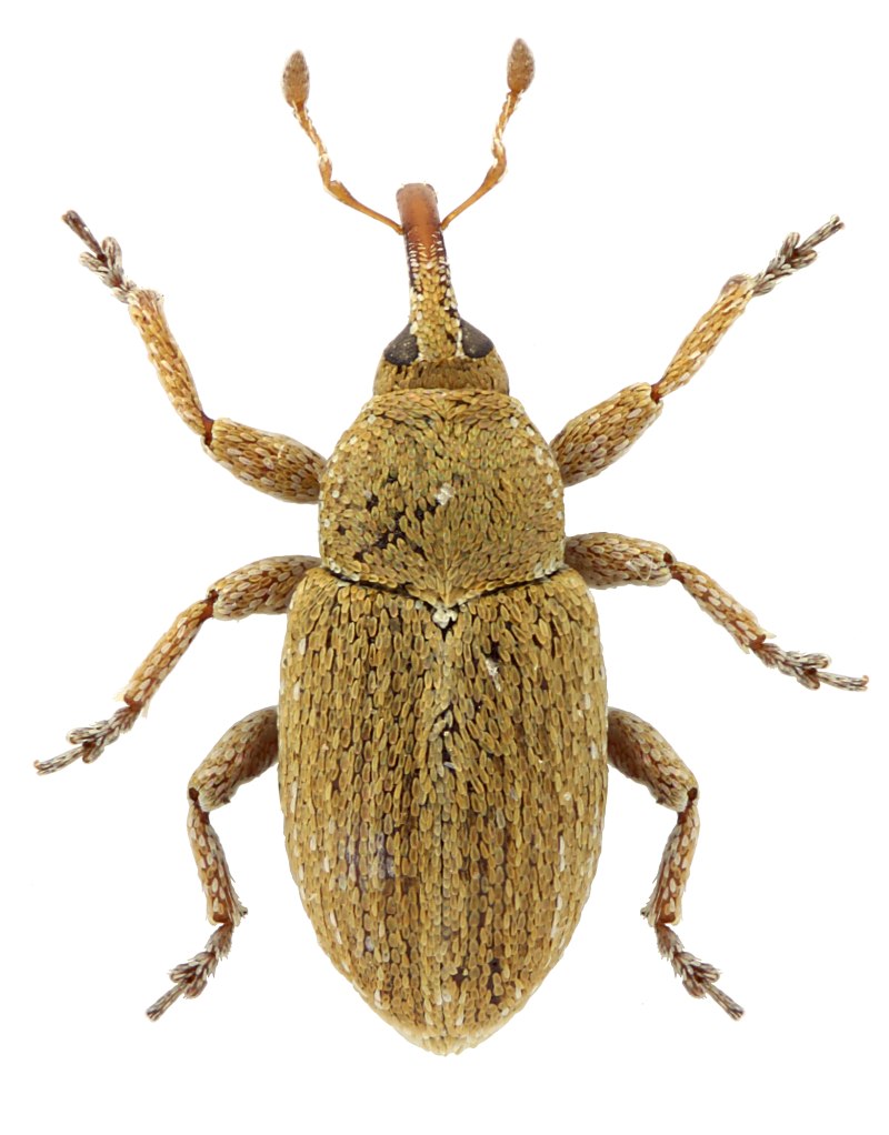 Sibinia beckeri