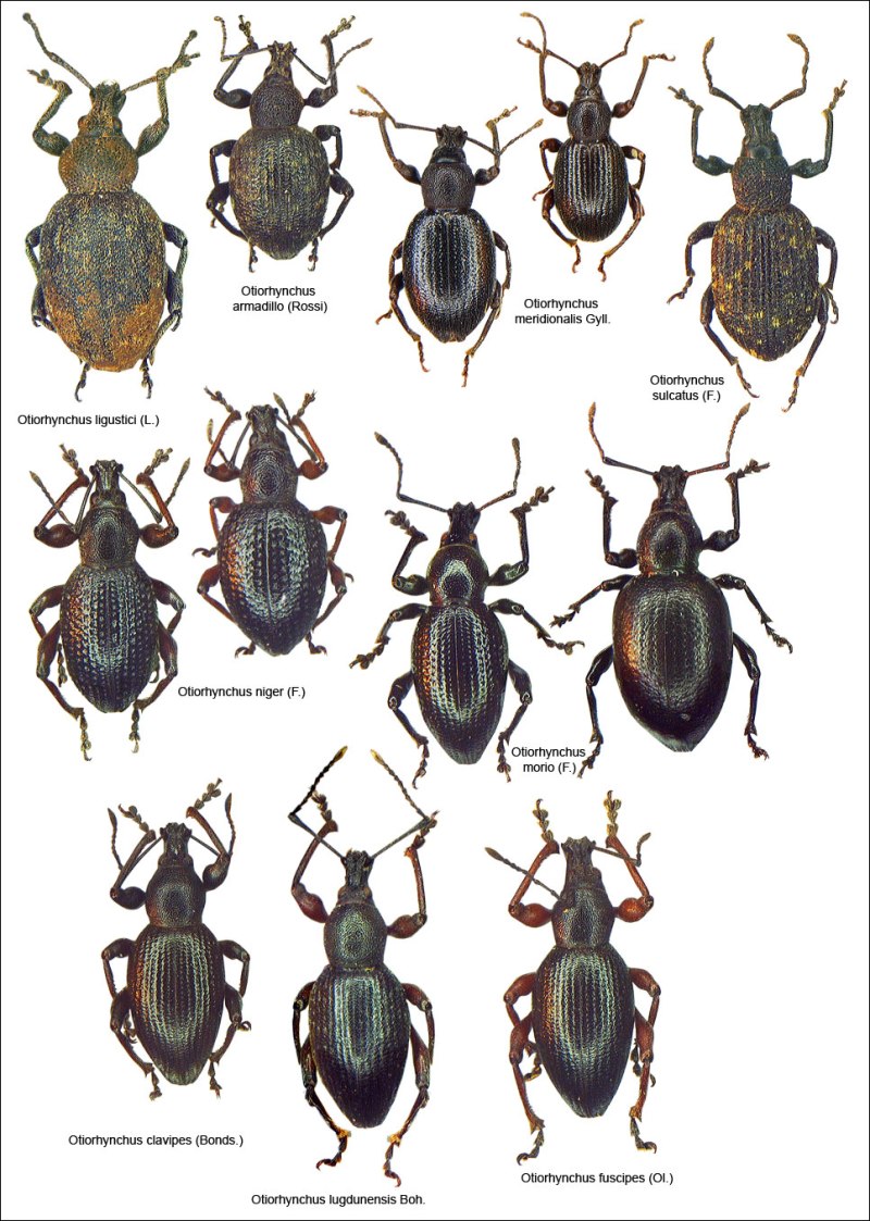 Долгоносик Otiorhynchus sulcatus