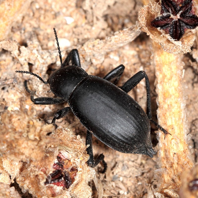 Blaps lethifera