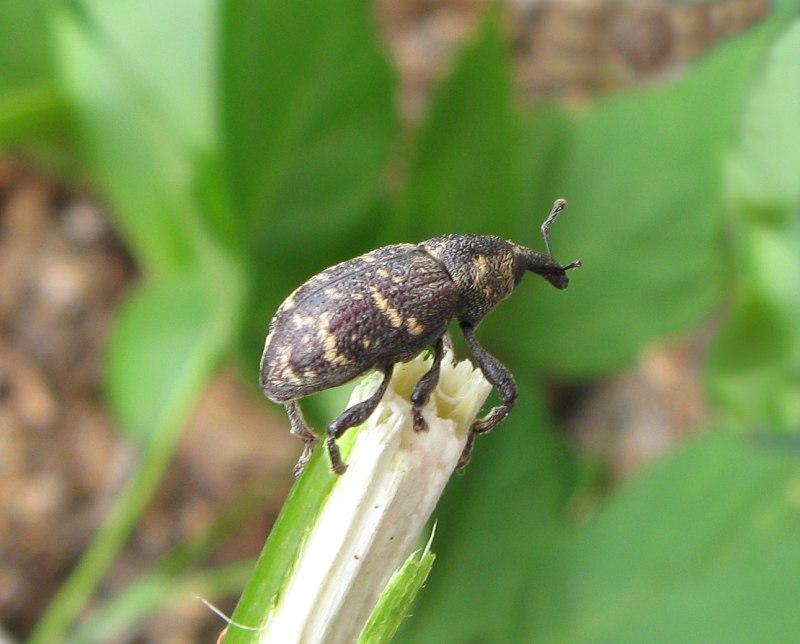 Hylobius abietis l. – большой Сосновый долгоносик