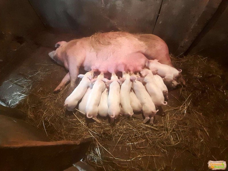 Кудиновский ландрас