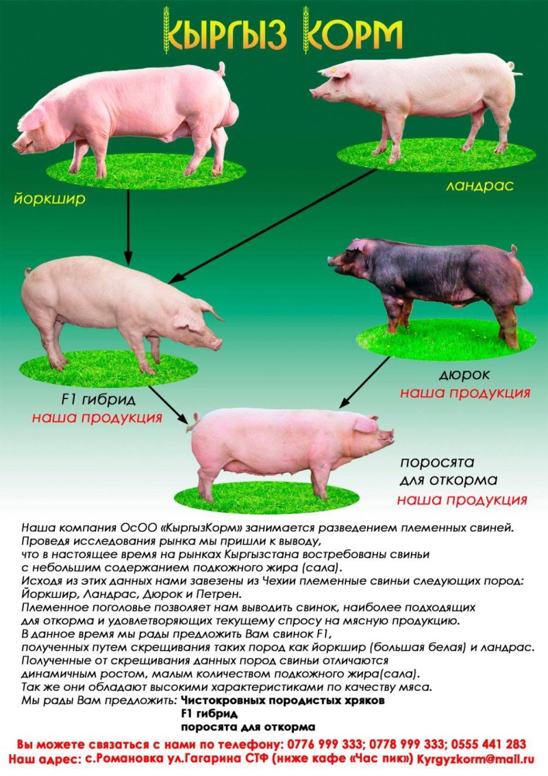 Поросята ландрасы описание