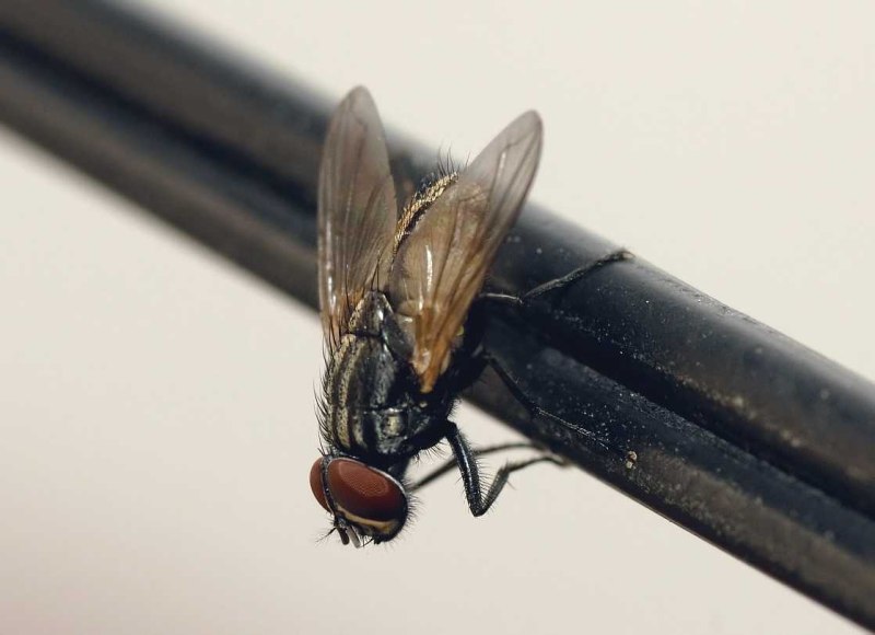 Муха домашняя Musca domestica