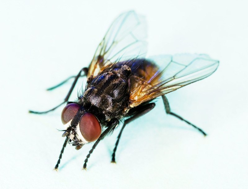 Муха домашняя Musca domestica