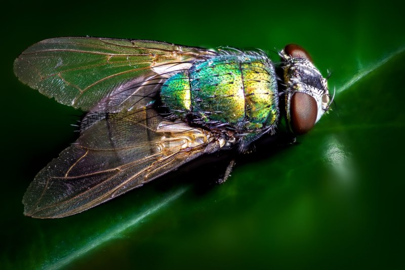 Fly Муха