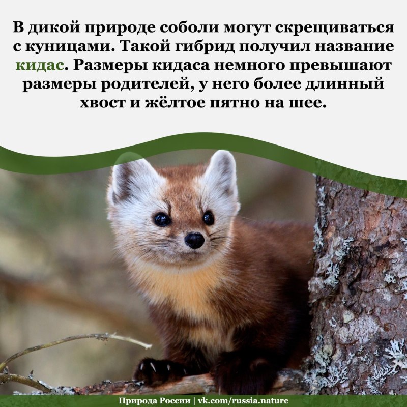 Кидус Соболь и куница