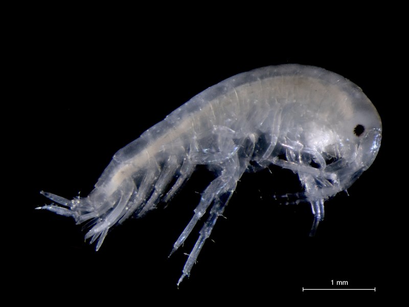 Hadal amphipod