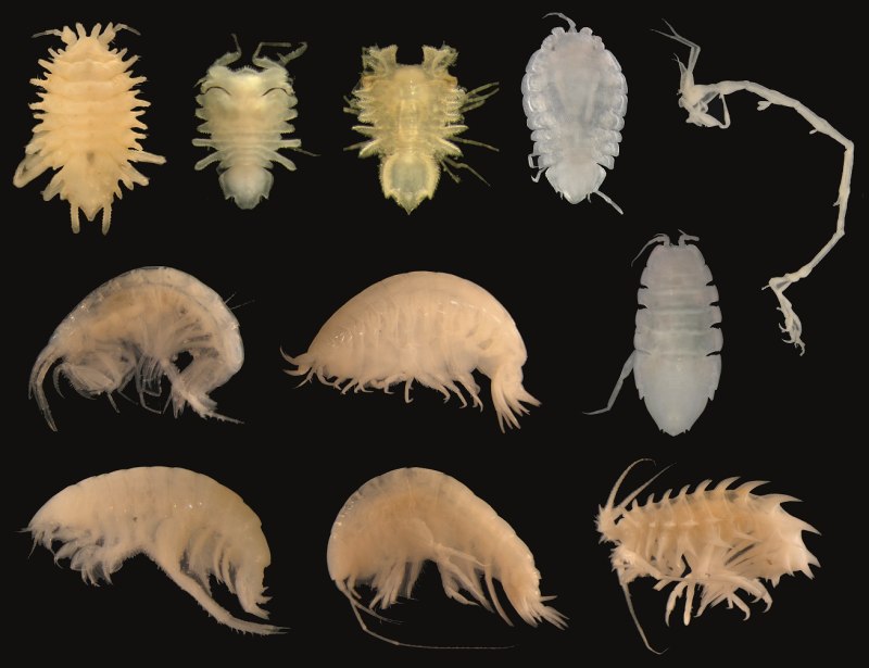 Pontoporeia affinis