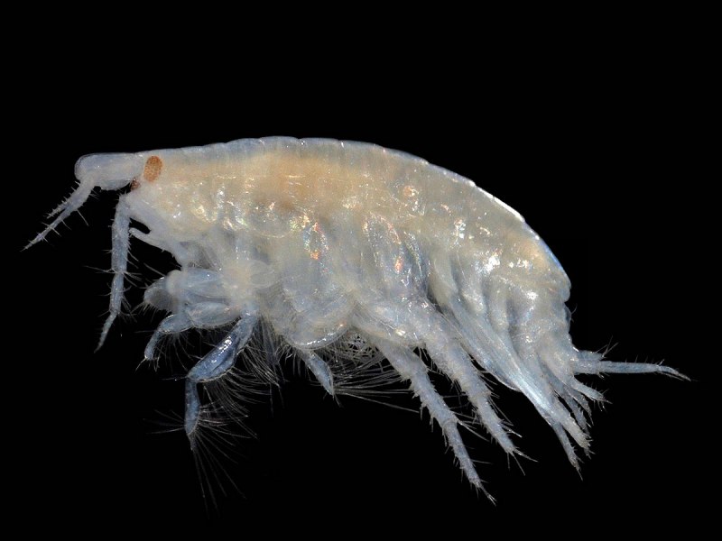 Pontoporeia affinis