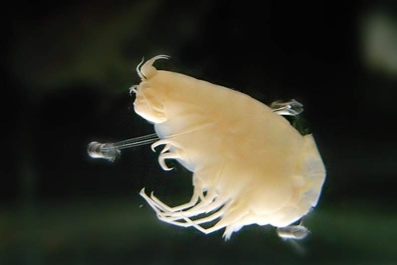 Амфипода Hirondellea Gigas