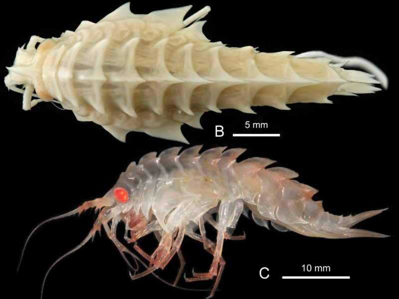 Crustacea Cephalocarida