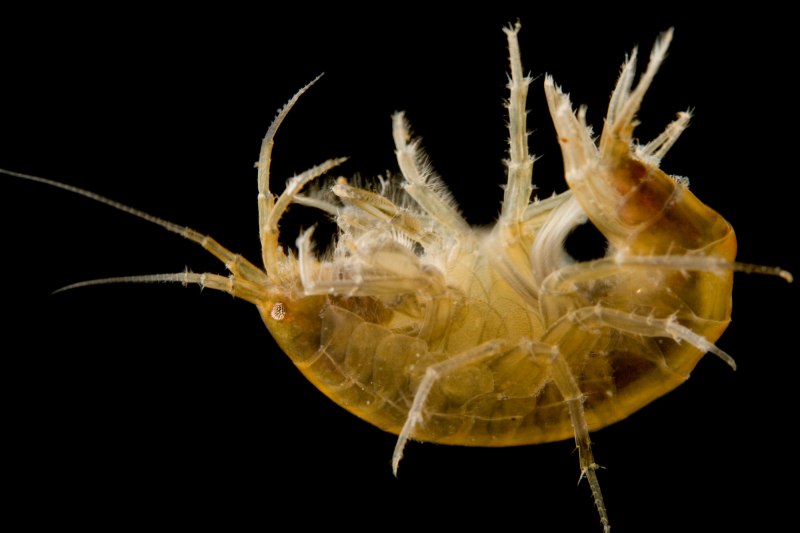 Gammarus duebeni