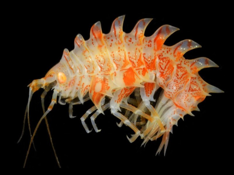 Crustacea Cephalocarida