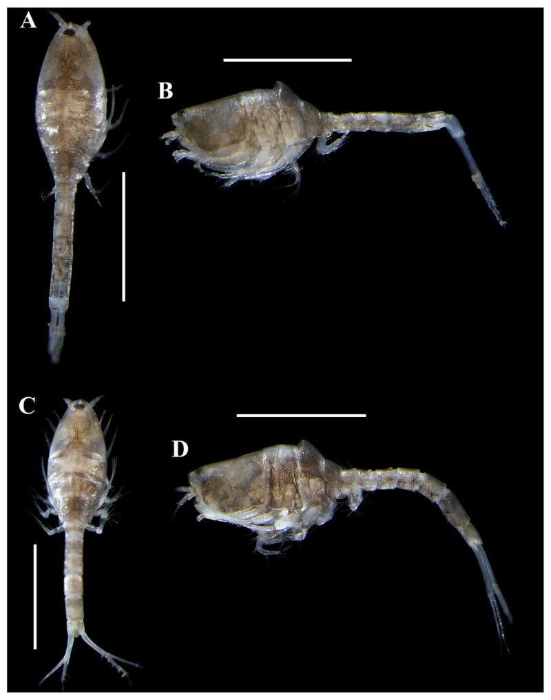 Diastylis scorpioides