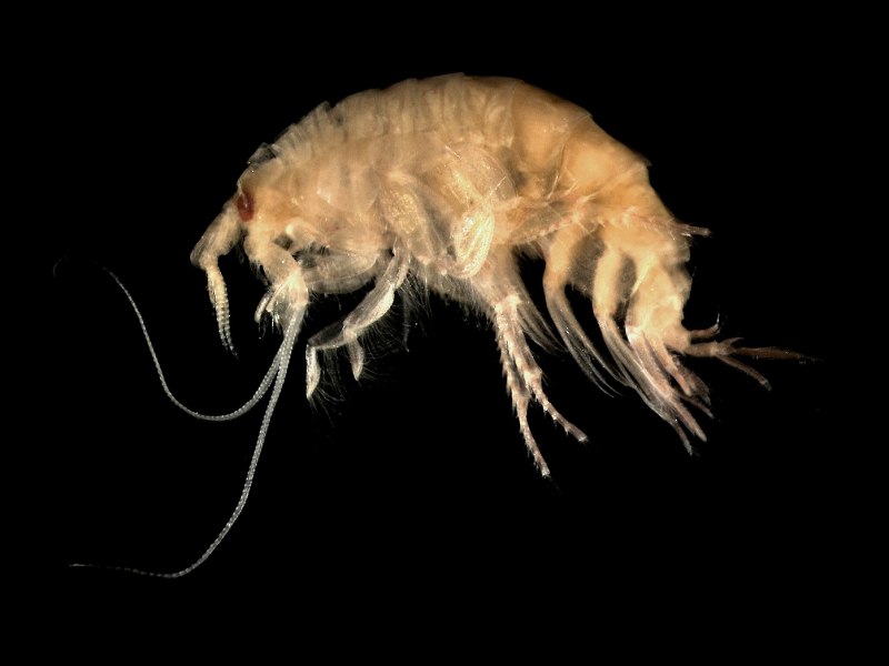 Monoporeia affinis